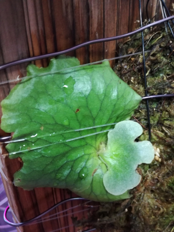 f:id:yoshida_lab:20170212082819j:plain