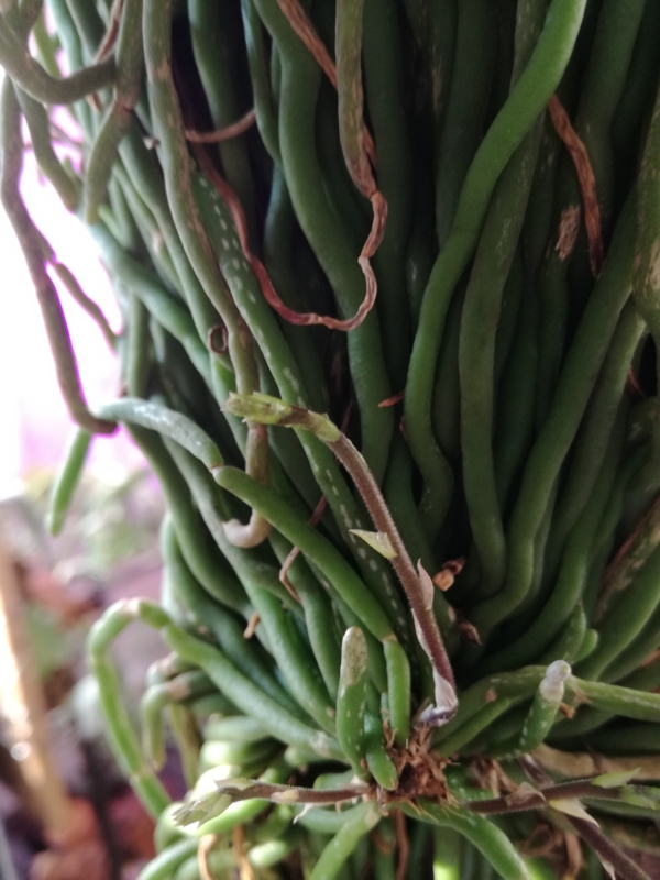 f:id:yoshida_lab:20170218071847j:plain