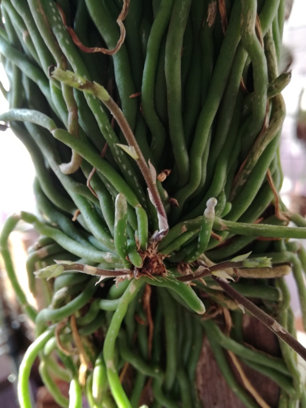 f:id:yoshida_lab:20170218071848j:plain