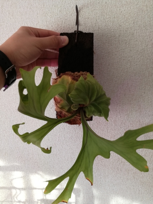 f:id:yoshida_lab:20170218071849j:plain