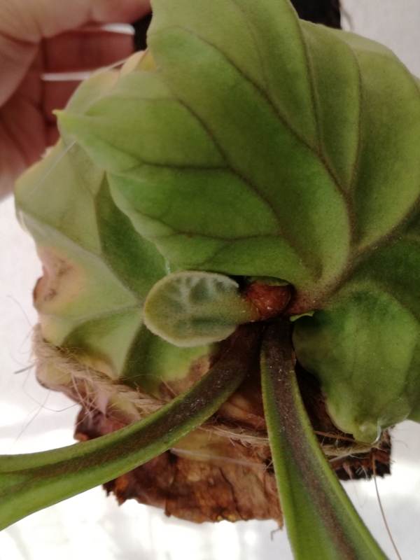 f:id:yoshida_lab:20170218071850j:plain