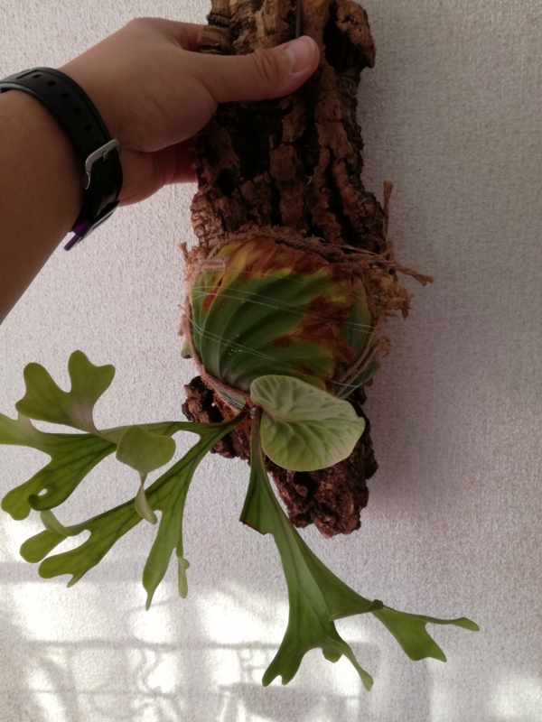 f:id:yoshida_lab:20170218071851j:plain