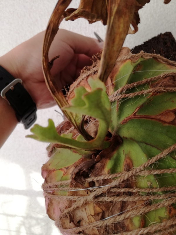 f:id:yoshida_lab:20170218071854j:plain