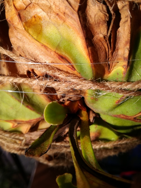 f:id:yoshida_lab:20170218071856j:plain