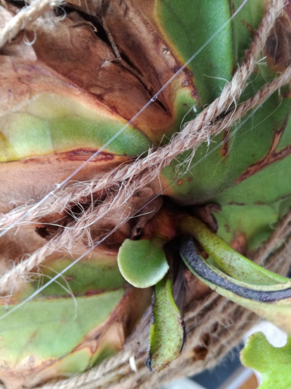 f:id:yoshida_lab:20170218071857j:plain