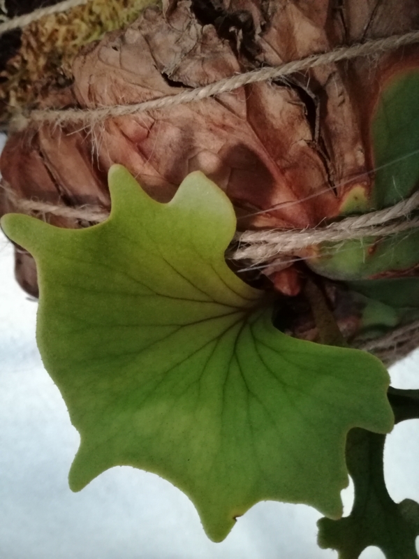 f:id:yoshida_lab:20170318143733j:plain