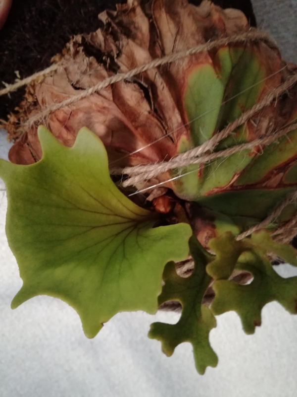 f:id:yoshida_lab:20170318144554j:plain