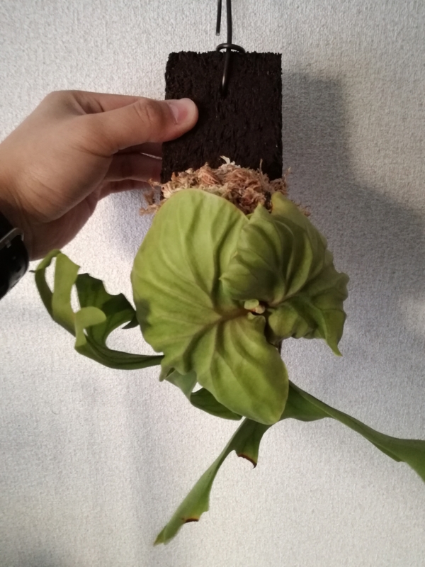 f:id:yoshida_lab:20170318144556j:plain