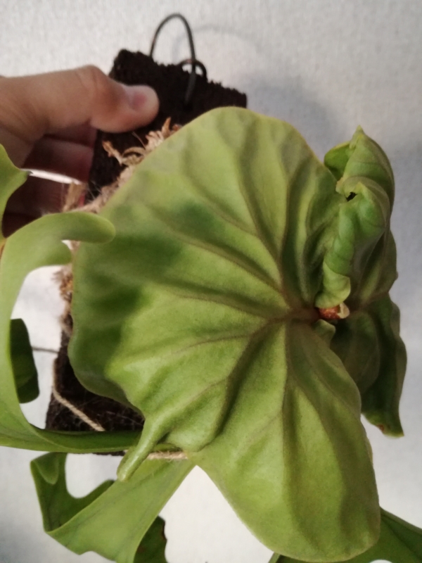 f:id:yoshida_lab:20170318144557j:plain