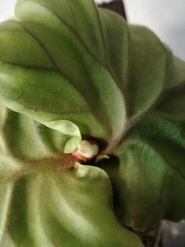 f:id:yoshida_lab:20170318144558j:plain