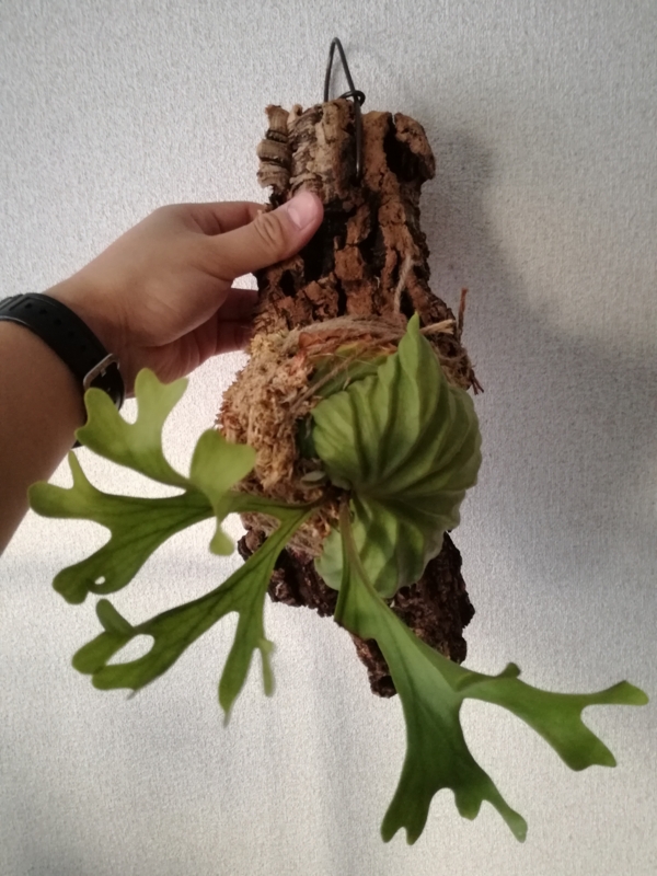 f:id:yoshida_lab:20170318144600j:plain