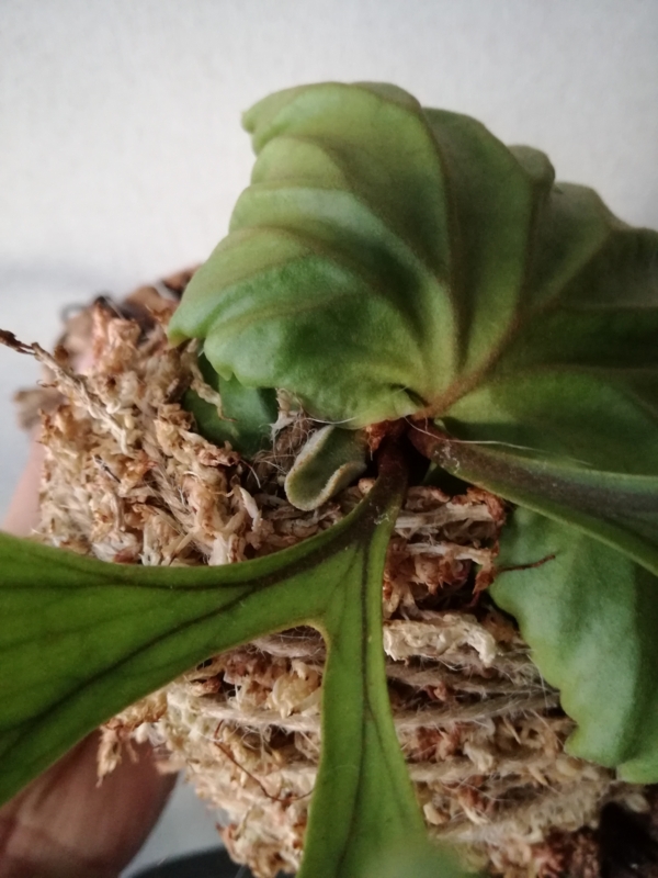 f:id:yoshida_lab:20170318144601j:plain