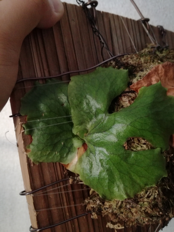 f:id:yoshida_lab:20170318144603j:plain