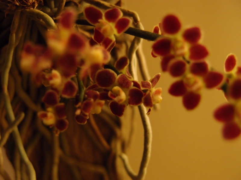 f:id:yoshida_lab:20170602235402j:plain