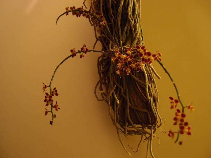 f:id:yoshida_lab:20170602235404j:plain