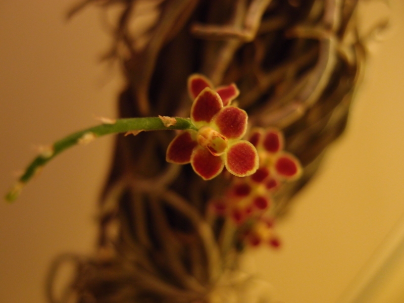 f:id:yoshida_lab:20170602235406j:plain