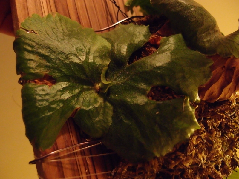 f:id:yoshida_lab:20170624083722j:plain