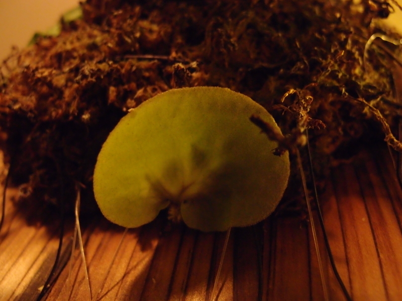 f:id:yoshida_lab:20170624083723j:plain