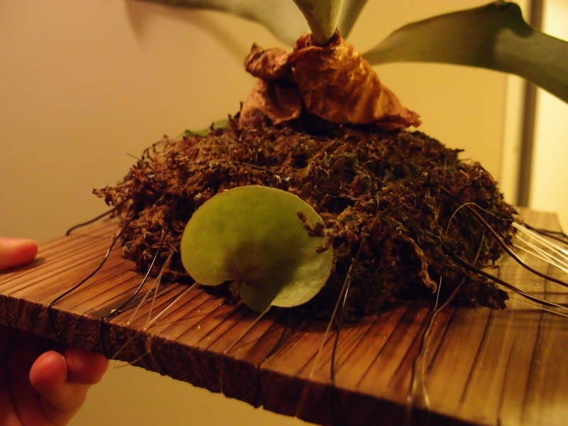 f:id:yoshida_lab:20170624083724j:plain