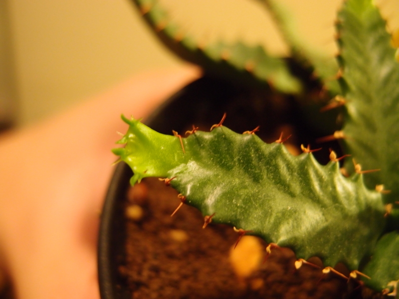 f:id:yoshida_lab:20170805125833j:plain