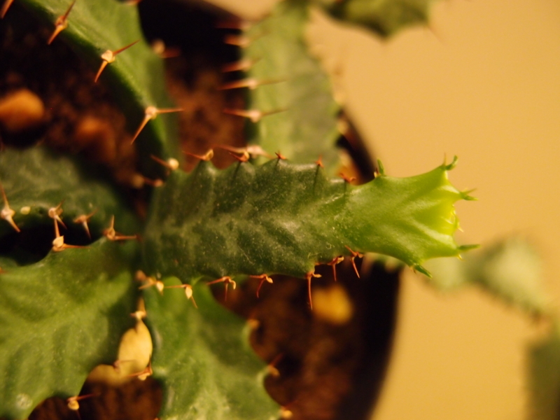 f:id:yoshida_lab:20170805125835j:plain