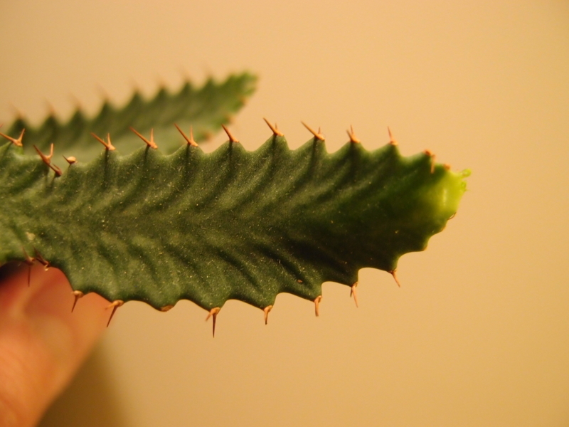 f:id:yoshida_lab:20170805125836j:plain