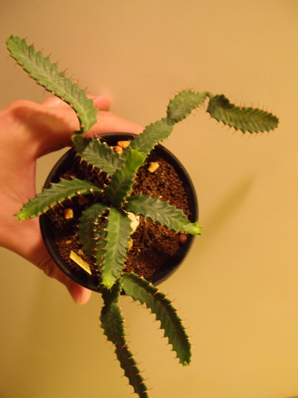 f:id:yoshida_lab:20170805125837j:plain