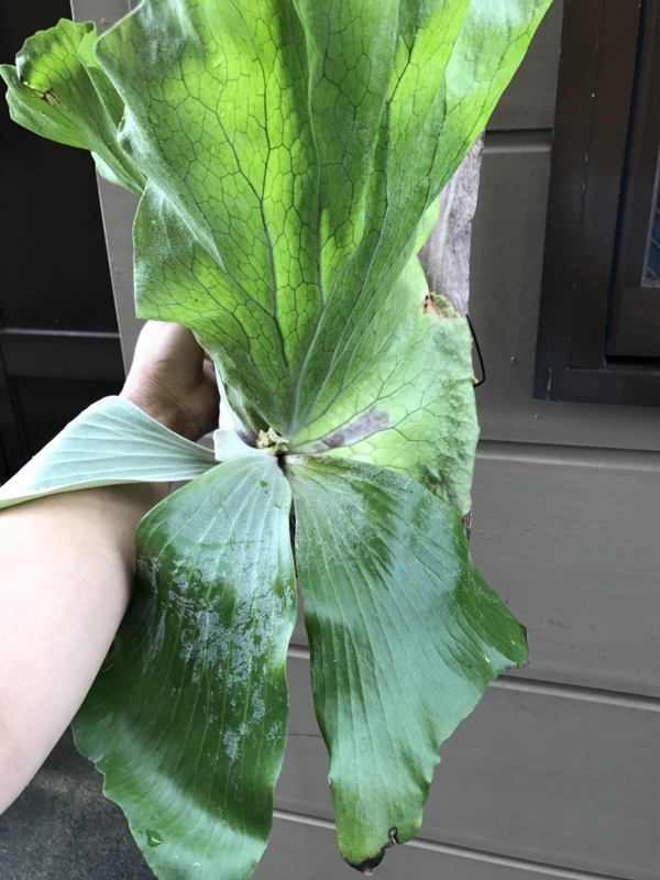 f:id:yoshida_lab:20170812101606j:plain f:id:yoshida_lab:20170812101606j:plain