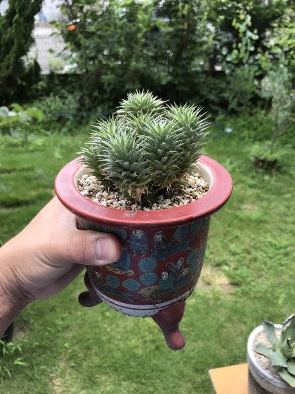 デウテロコニア クロランサから気根が出てきた - YOSHIDA LAB's BLOG