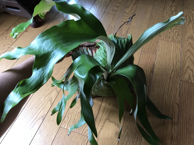 巨大化したホーンズサプライズの葉脈がすごい - YOSHIDA LAB's BLOG