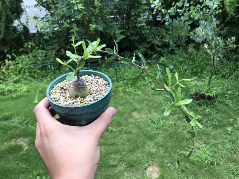 五反田の多肉即売会で買った火星人が良い感じに成長している Yoshida Lab S Blog