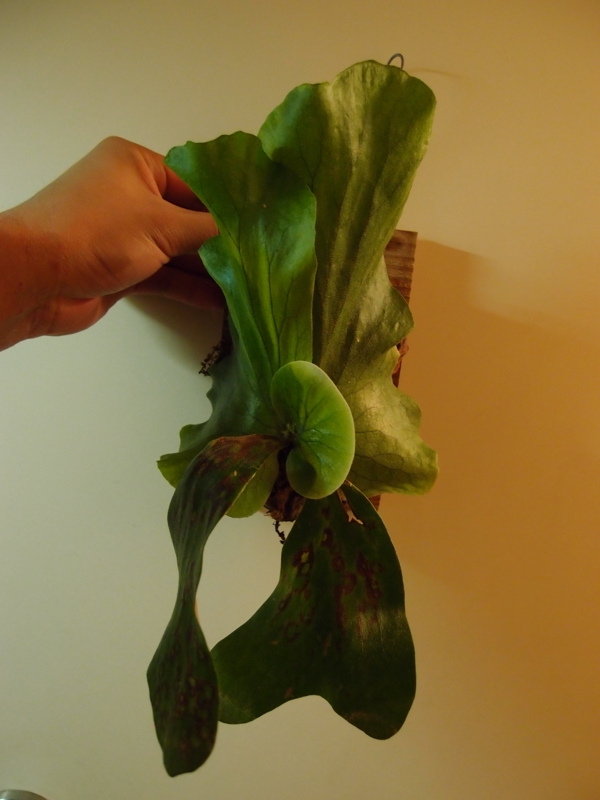 トマホークから子株が大量発生してきた。 - YOSHIDA LAB's BLOG