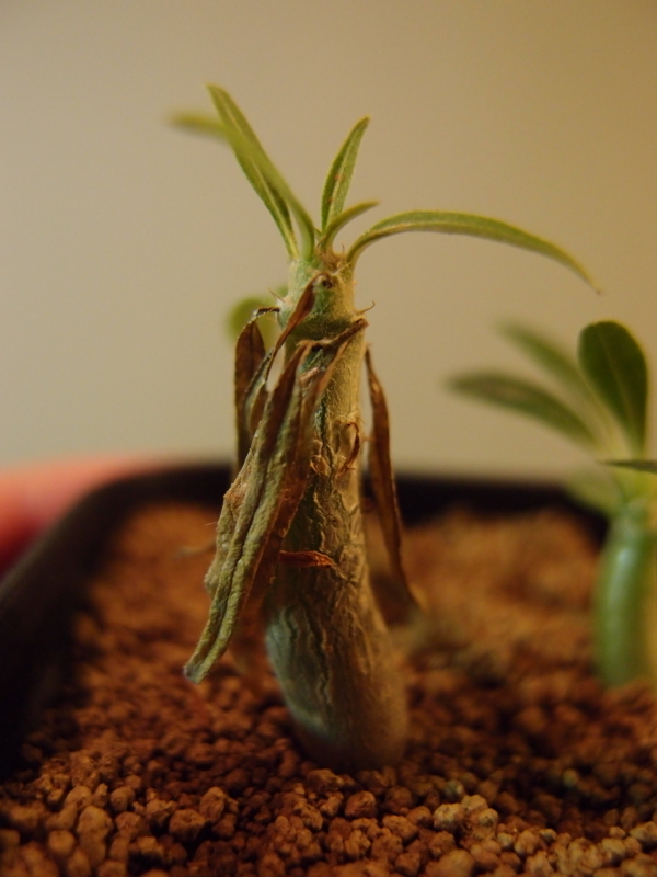 f:id:yoshida_lab:20171027223651j:plain