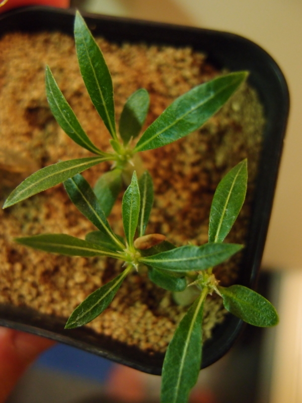 f:id:yoshida_lab:20171027223654j:plain