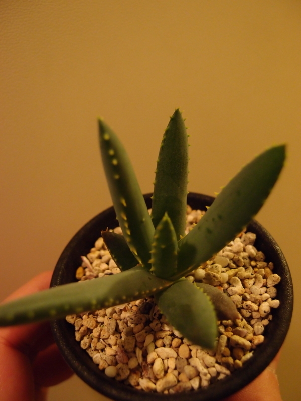 f:id:yoshida_lab:20171111111354j:plain