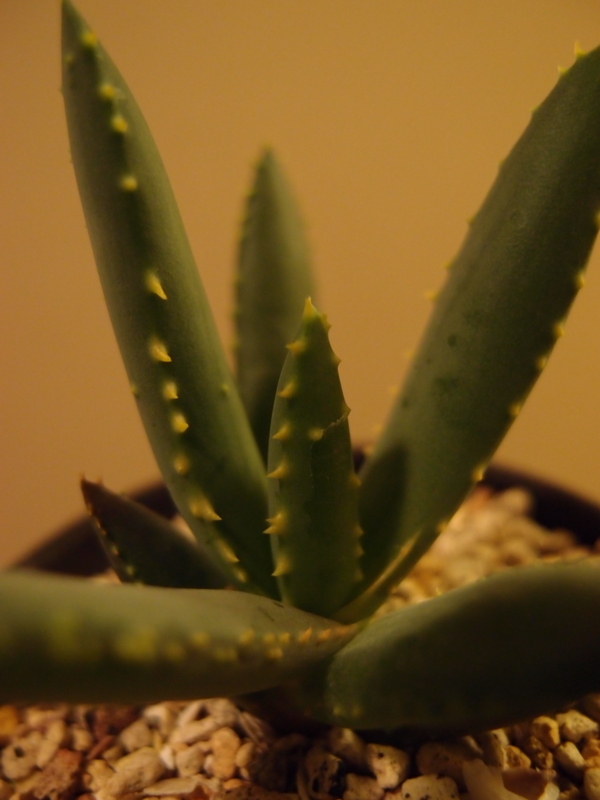 f:id:yoshida_lab:20171111111355j:plain