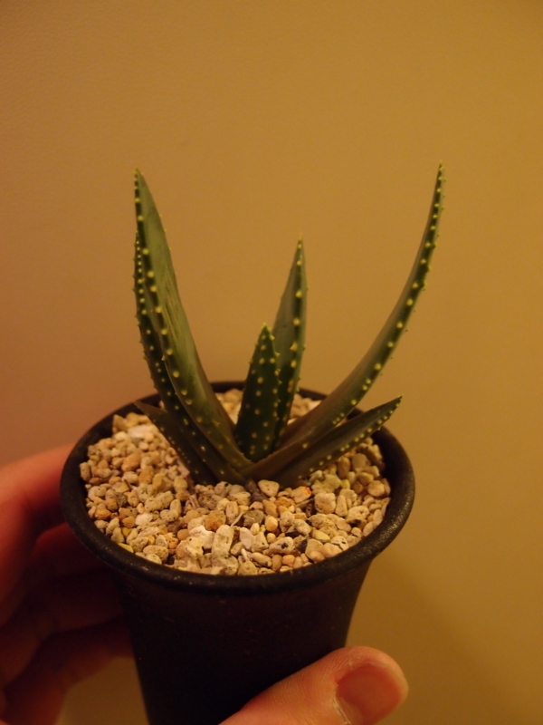 f:id:yoshida_lab:20171111111356j:plain