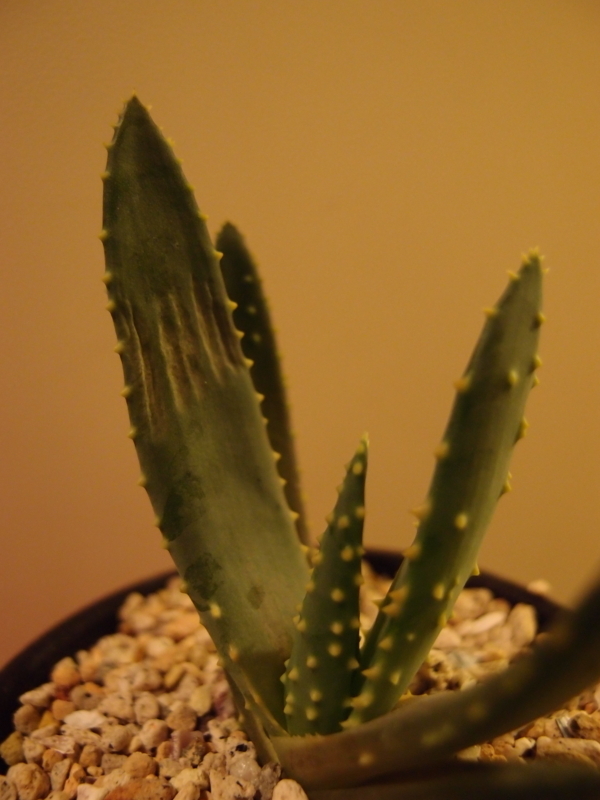 f:id:yoshida_lab:20171111111357j:plain