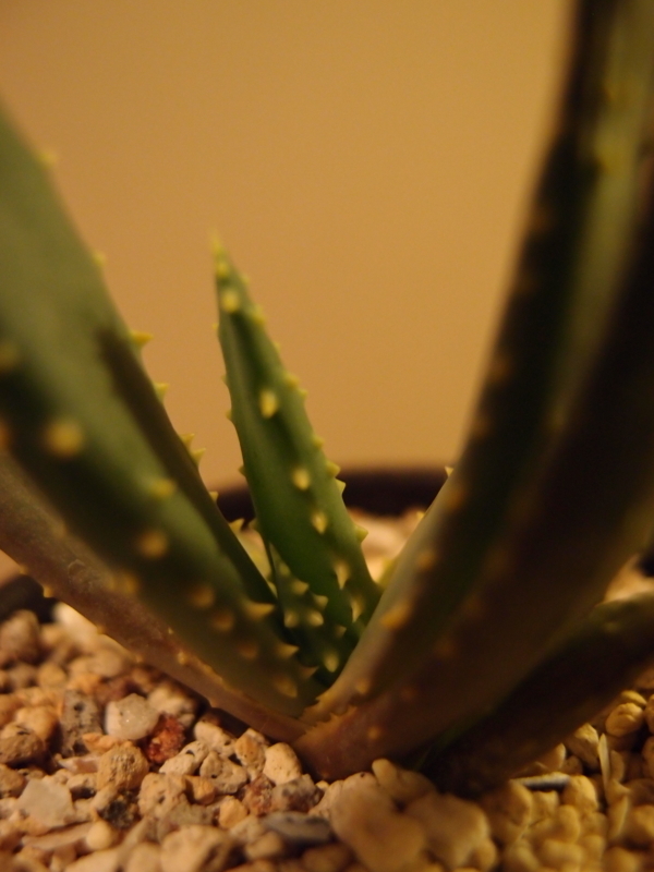 f:id:yoshida_lab:20171111111358j:plain