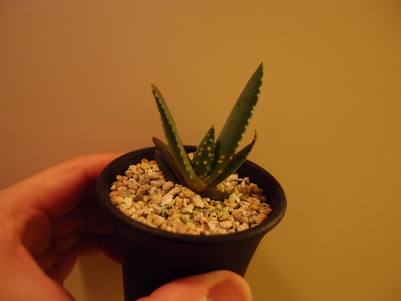 f:id:yoshida_lab:20171111111400j:plain