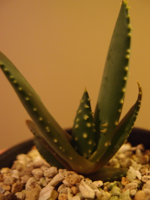 f:id:yoshida_lab:20171111111401j:plain