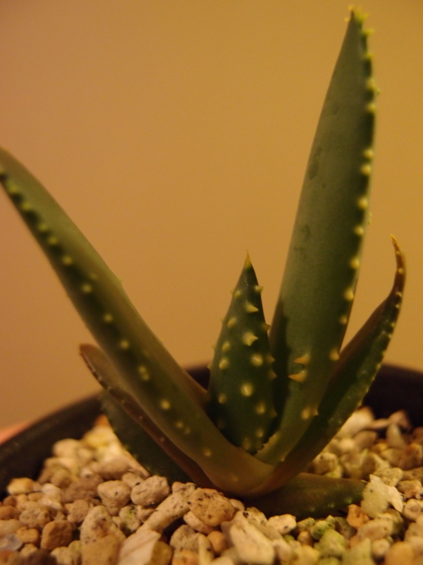 f:id:yoshida_lab:20171111111402j:plain