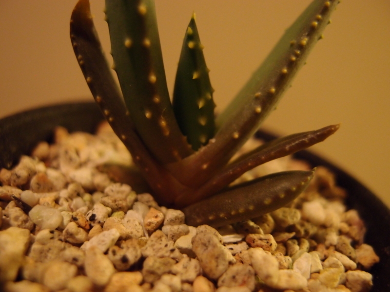 f:id:yoshida_lab:20171111111403j:plain