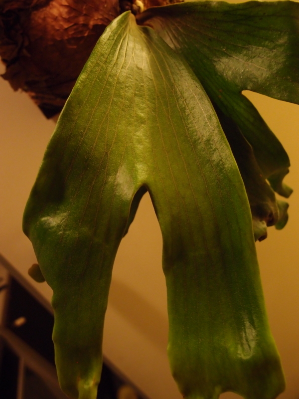 f:id:yoshida_lab:20171118095539j:plain