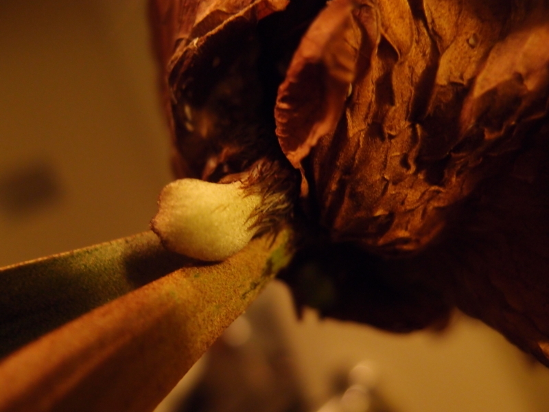 f:id:yoshida_lab:20171118095541j:plain