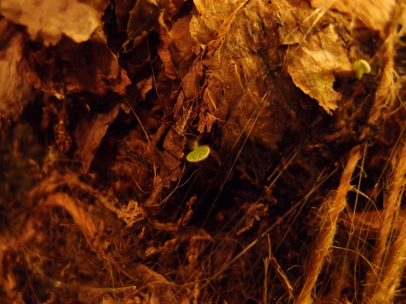 f:id:yoshida_lab:20171118095542j:plain