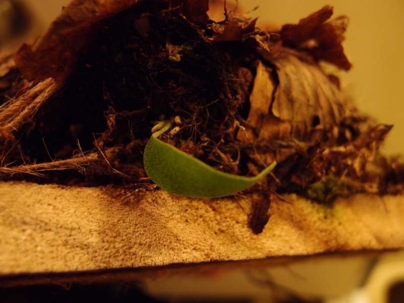 f:id:yoshida_lab:20171118095547j:plain