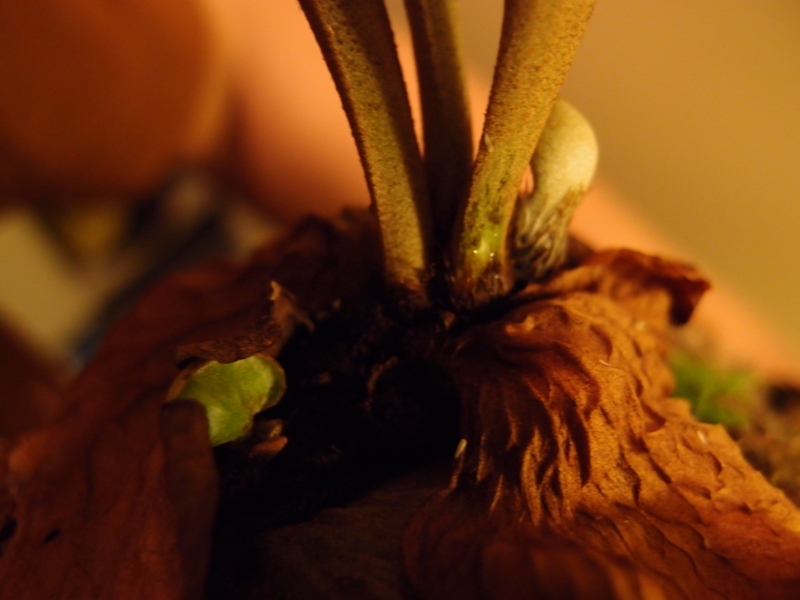 f:id:yoshida_lab:20171118095548j:plain