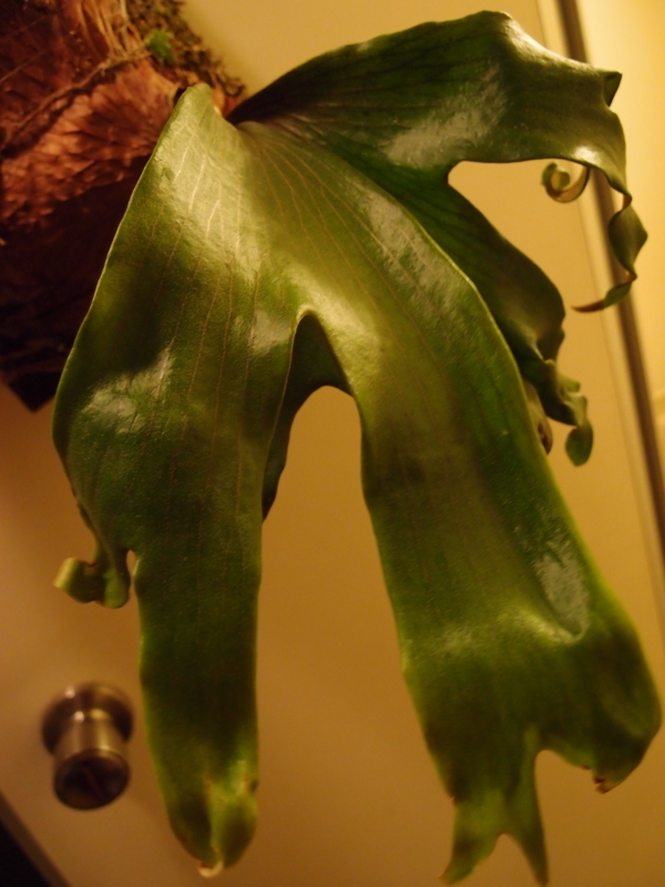 f:id:yoshida_lab:20171118095549j:plain