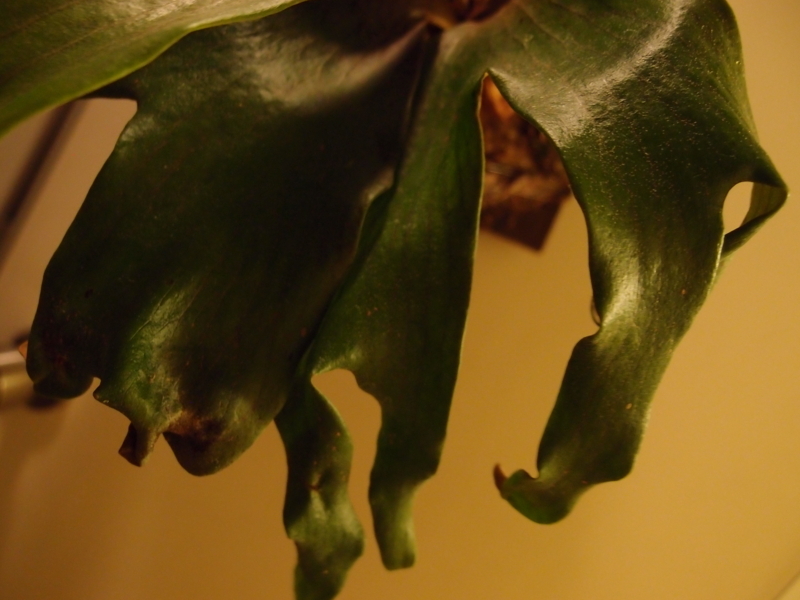 f:id:yoshida_lab:20171118095550j:plain